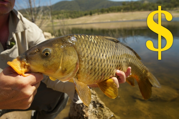 Sydney’s $1 million carp!